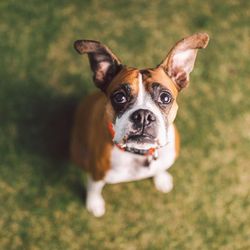 affordable veterinarians