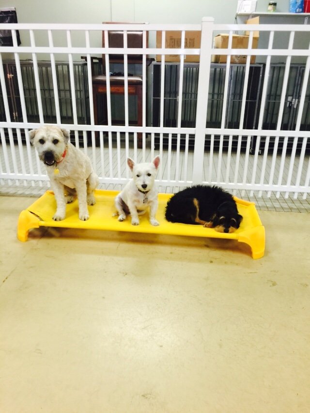 Pack Place K9