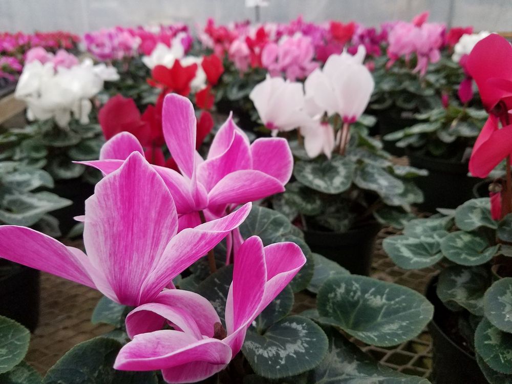 Alta Florist & Greenhouse 67 Photos Florists 935 Home Rd S