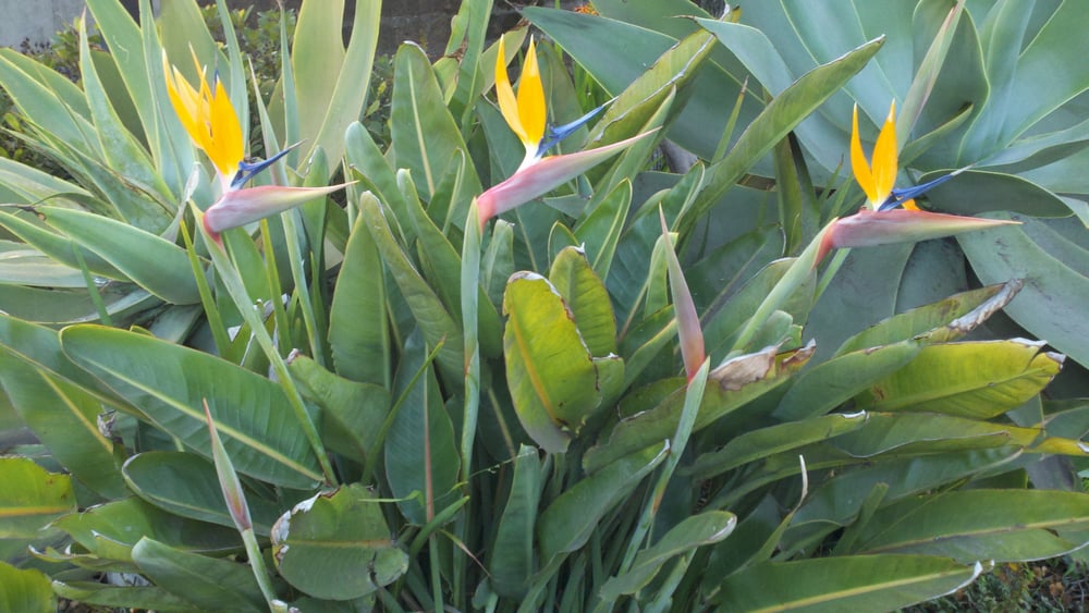 La Colina Gardens