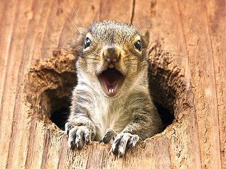 Cleveland TN Squirrel And Raccoon Removal