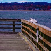 Lighthouse Point Park Dogs New Haven Ct Lighthouse Point Park Dogs New Haven Ct