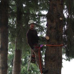 Kiwi Tree Service Services Bellingham Wa Phone Number Photo Of Kiwi Tree Service Bellingham Wa United States Thinning Out The