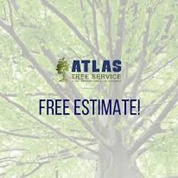 Atlas Tree Service 24 Photos 33 Reviews Services 9032 Photo Of Atlas Tree Service Spring Valley Ca United States We Are