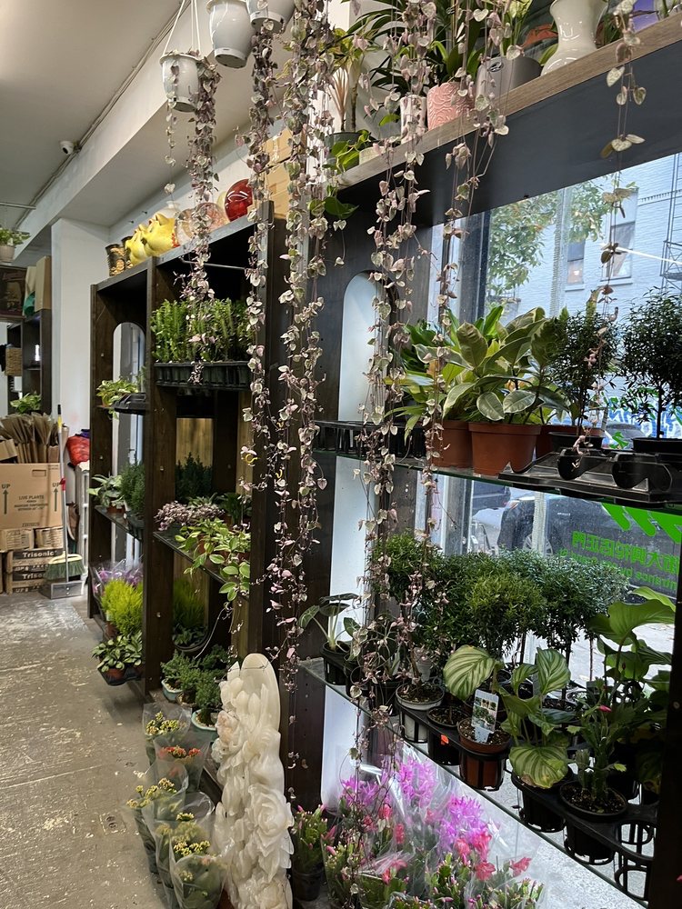 Dahing Plants