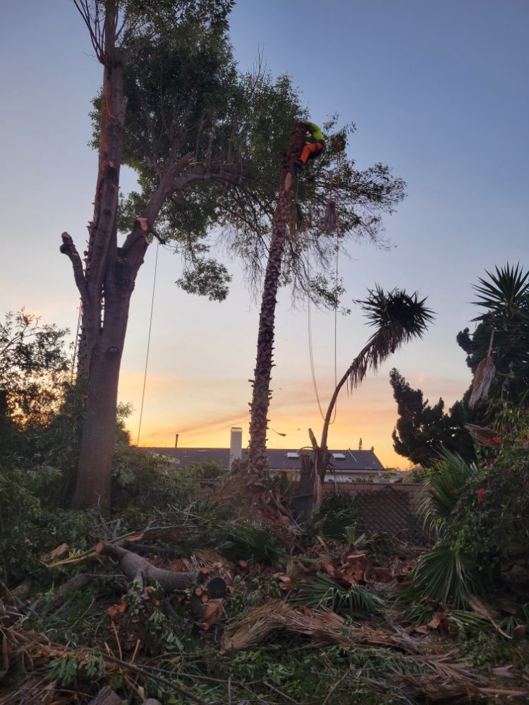 Tree Services Flores