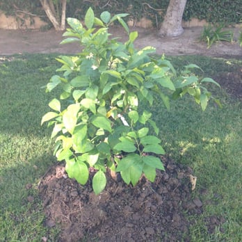 Mimosa Nursery 144 Photos 15 Reviews Nurseries Gardening Photo Of Mimosa Nursery Anaheim Ca United States Grapefruit Tree I Bought