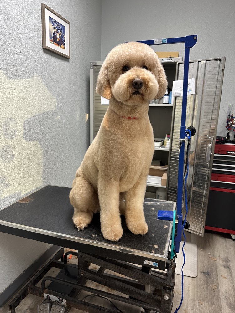 MVP Dog Grooming
