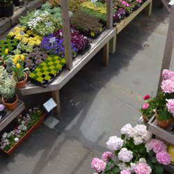 photo of chelsea garden center williamsburg williamsburg ny united states spring - Chelsea Garden Center photo of chelsea garden center williamsburg williamsburg ny united states spring - Chelsea Garden Center