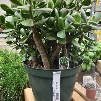 Platt Hill Nursery 78 Photos 44 Reviews Nurseries Gardening Photo Of Platt Hill Nursery Carpentersville Il United States Hundred Dollar Jade