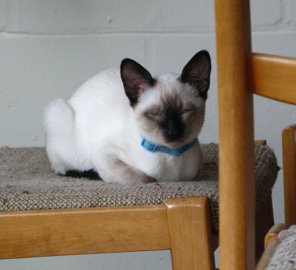 Siamese Kisses - Get Quote - Pet Breeders - Childersburg, AL ... Siamese Kisses - Get Quote - Pet Breeders - Childersburg, AL ...