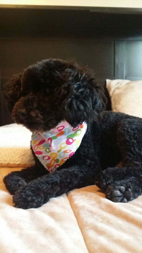 Pet Village Pet Stores 200 N Main St, Duncanville, TX Phone