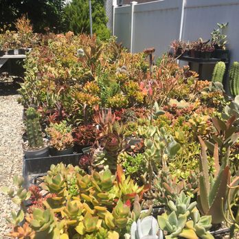 Ventura Cactus And Succulents 31 Photos 29 Reviews Nurseries Photo Of Ventura Cactus And Succulents Ca United States