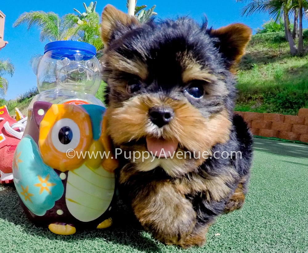puppy avenue capone www puppyavenue yelp puppy avenue capone www puppyavenue yelp