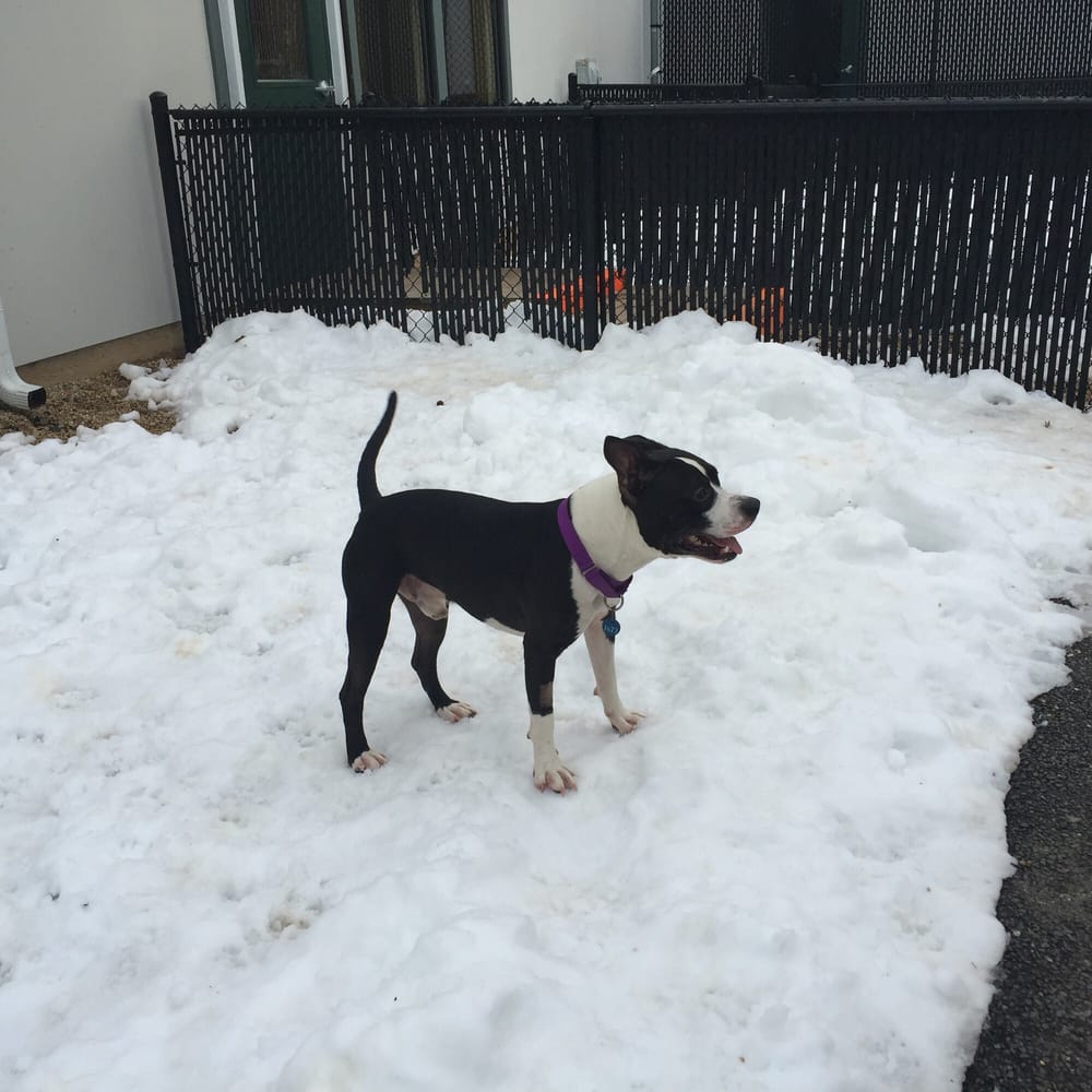 Animal Welfare League of Arlington
