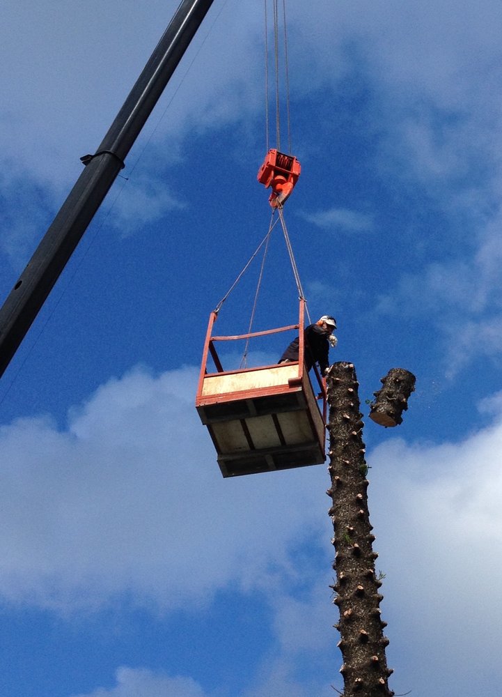 Golden Bough Tree Service The