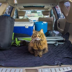 furry buddy travel closed 14 photos pet stores 4217 monroe