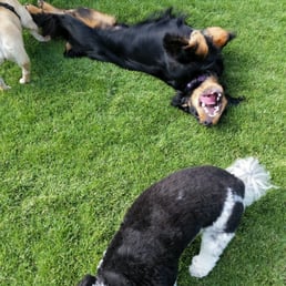 pacific coast pet care 17 photos pet boarding pet sitting pacific coast pet care 17 photos pet boarding pet sitting