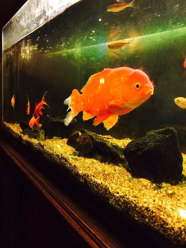 Sumo Japanese Steak House 76 Photos & 57 Reviews Japanese 1801 S