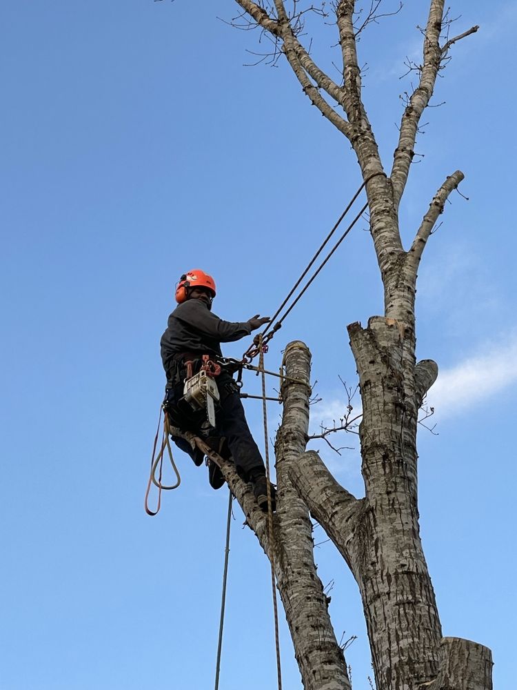 ArborUp Tree Services