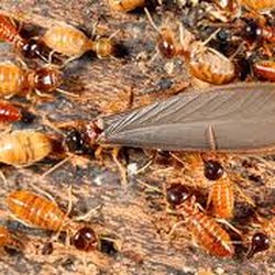 Everready Termite And Pest Control Get Quote 16 Photos Photo Of Everready Termite And Pest Control Ojai Ca United States