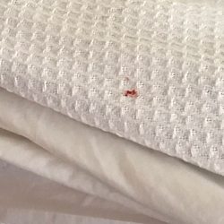 city place downtown 98 photos 53 reviews hotels 200 n 4th blood on hotel sheets charge