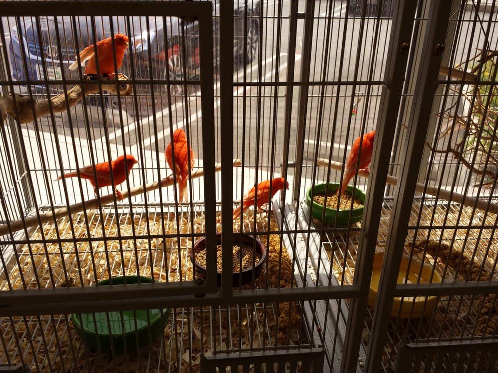 Omar’s Exotic Birds 72 Photos & 74 Reviews Pet Stores 903 E