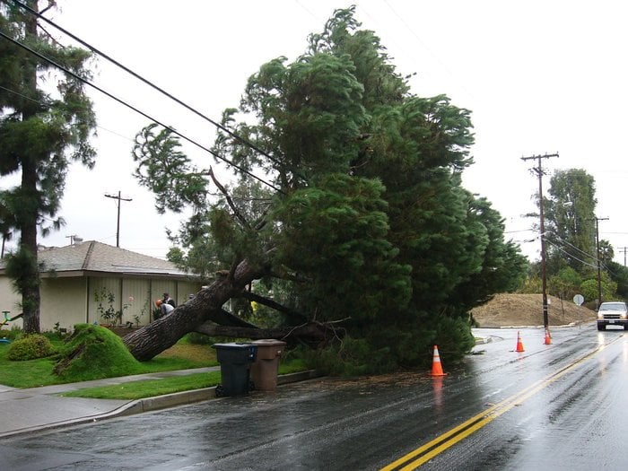 Reliable Tree Service
