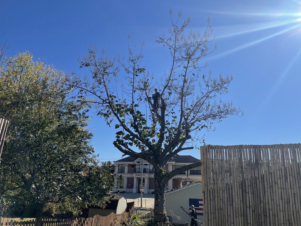 Jake's Tree Service