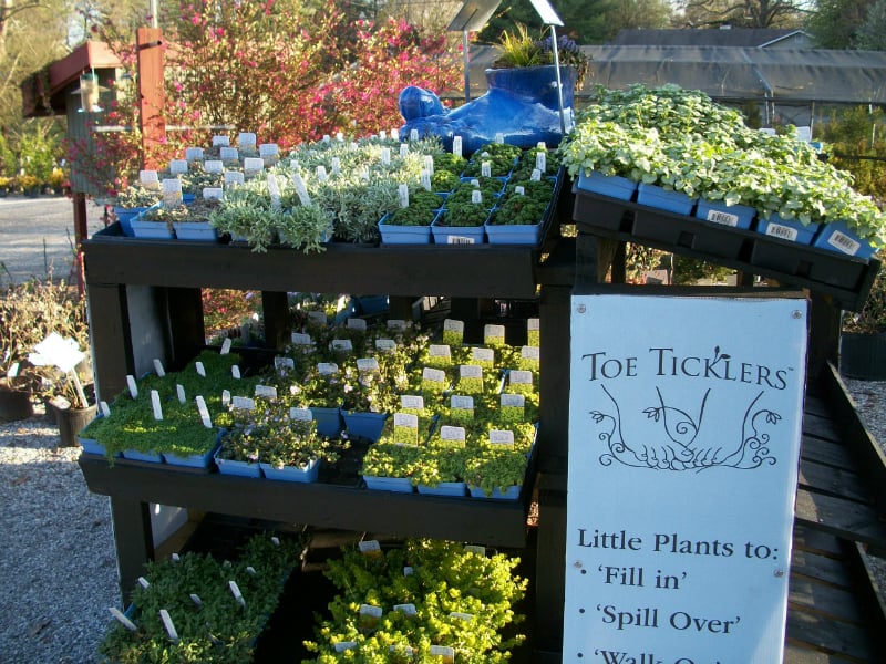 Autumn Hill Nursery 10 Reviews Nurseries Gardening 4256 Autumn Hill