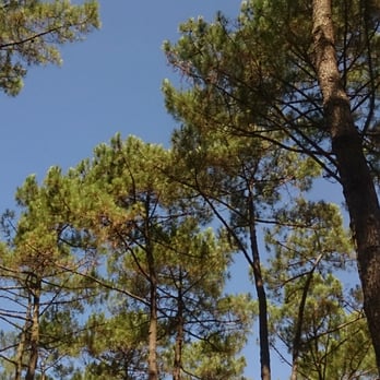 Camping Albret Plage 11 Photos Camping Route De La