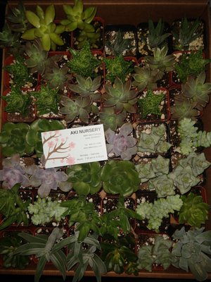 Aki Nursery 6900 Alton Pkwy Irvine Ca Nurseries Mapquest Aki Nursery 6900 Alton Pkwy Irvine Ca Nurseries Mapquest