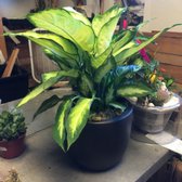 Green Gardens Nursery 129 Photos 139 Reviews Nurseries Photo Of Green Gardens Nursery San Go Ca United States