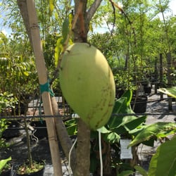 Riverland Nursery Nurseries Gardening 13005 Palm Beach Blvd Photo Of Riverland Nursery Fort Myers Fl United States Huge Mango On