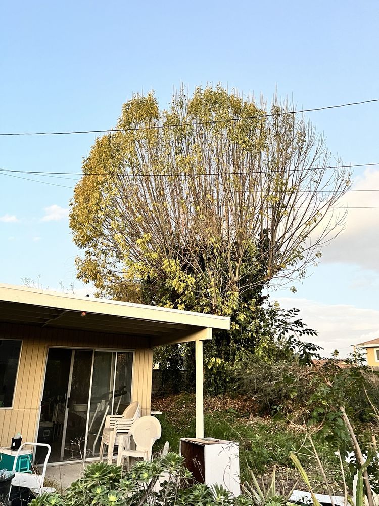 Gavino Tree Service