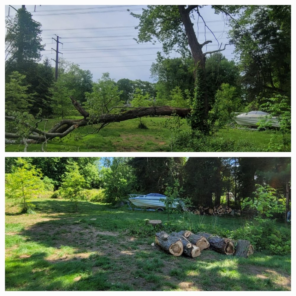 JNP Tree Removal