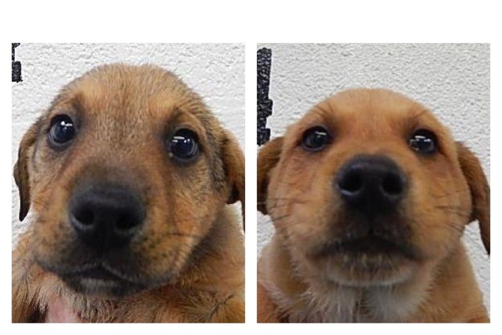 Humane SocietyCoconino Humane Association 10 Reviews Animal