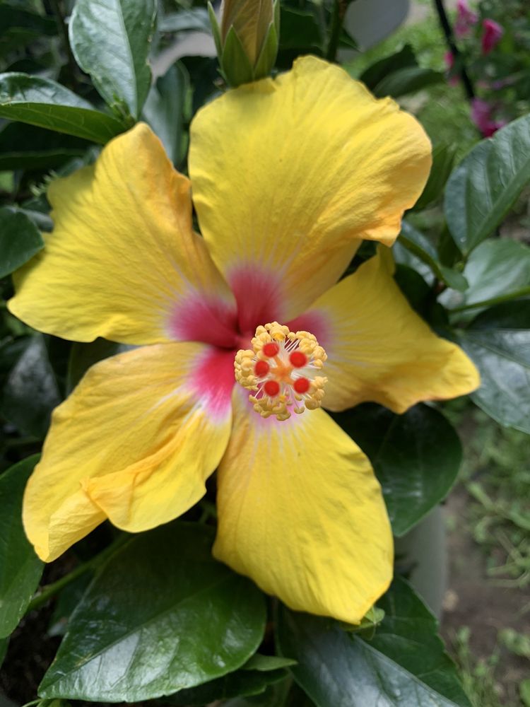 image of business Lakewood Family Dental - Anderson