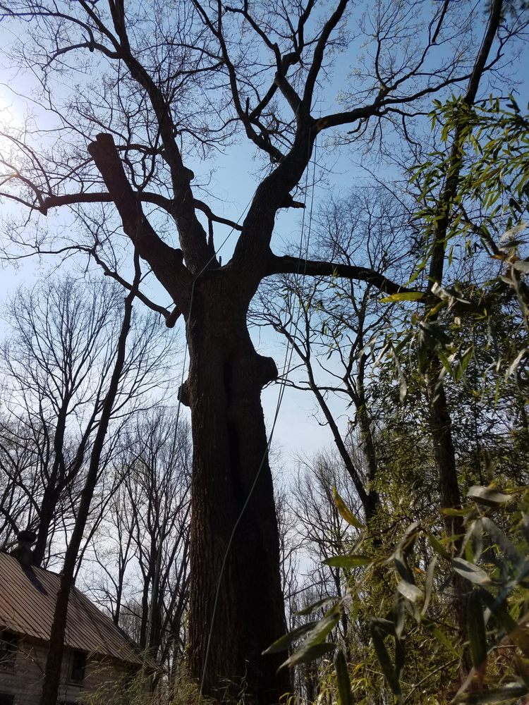 Woody's Tree Service