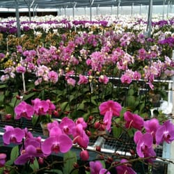 Chons Orchid Nursery Nurseries Gardening 6704 Plymouth Photo Of Chons Orchid Nursery Apopka Fl United States