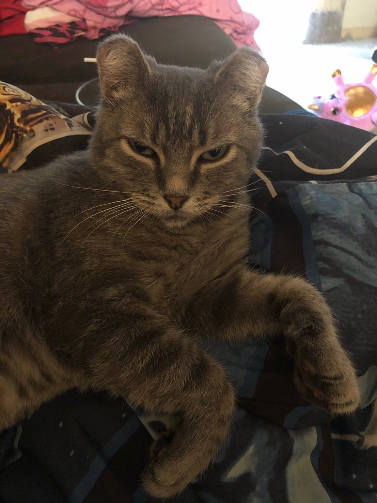 Animal Rescue Friends Society of Grant County