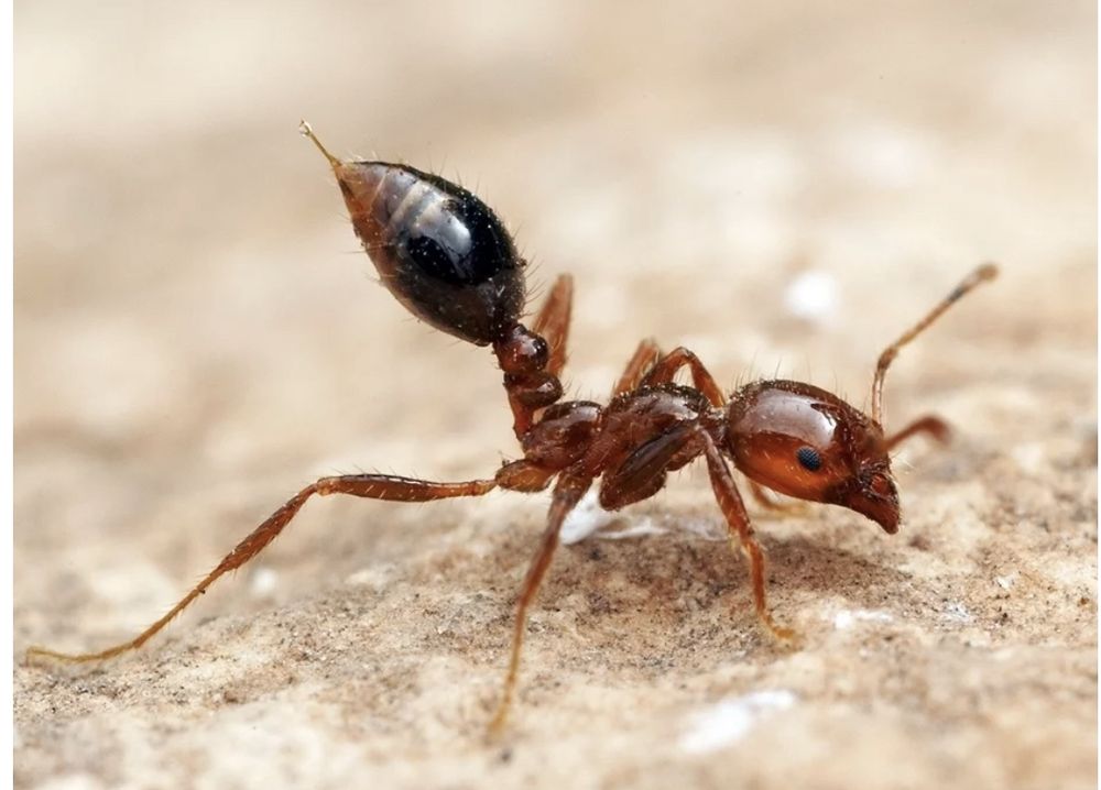 Centex Pest Patrol