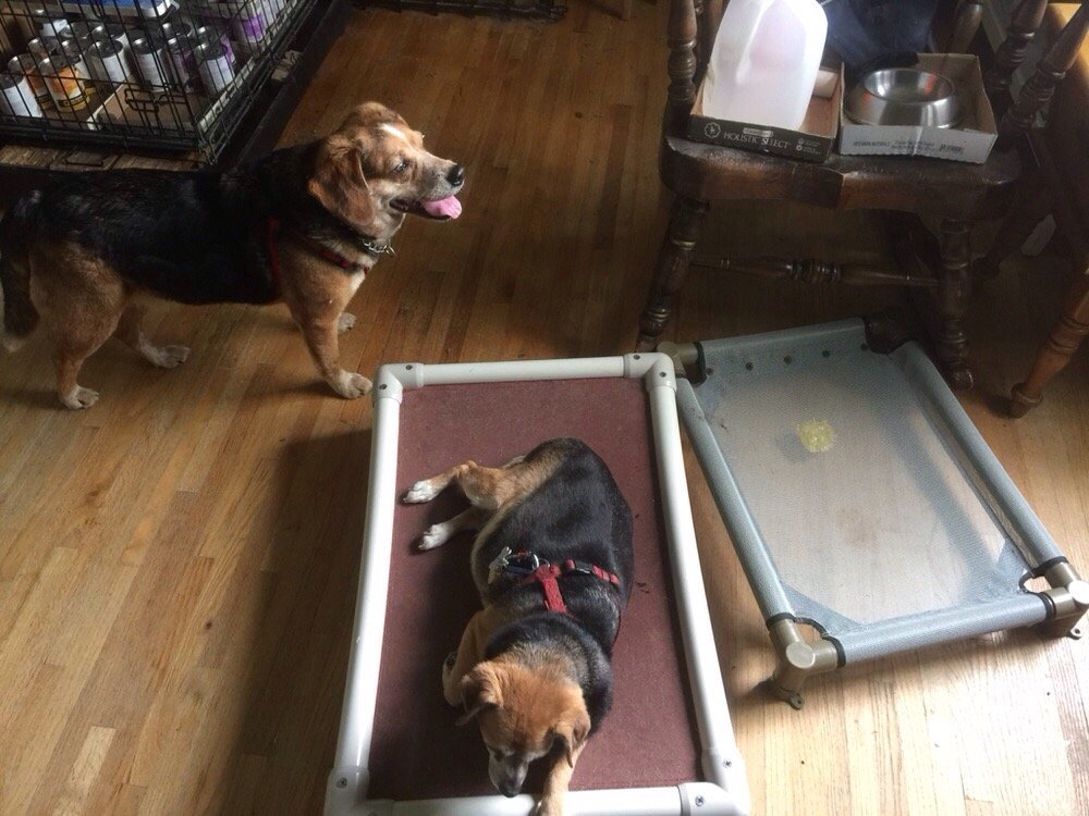 Jersey Shore Animal Center 10 Reviews Animal Shelters 185 Brick