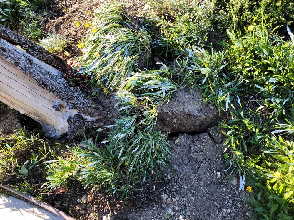 Vazquez tree service