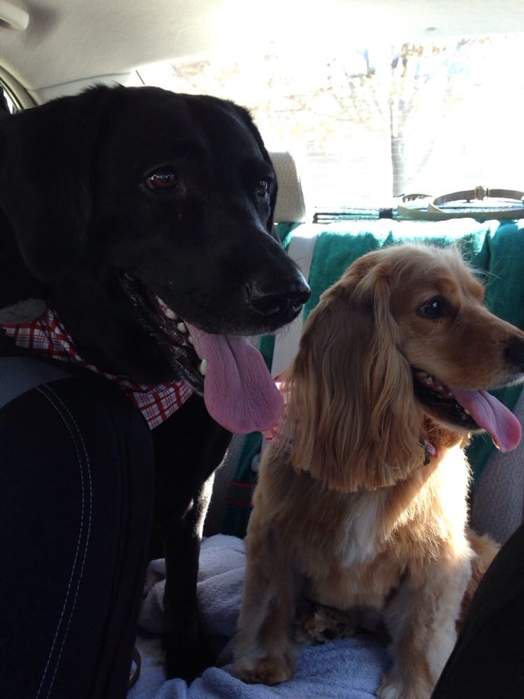 Just Paws Pet Spa Lyndhurst Nj Just Paws Pet Spa Lyndhurst Nj