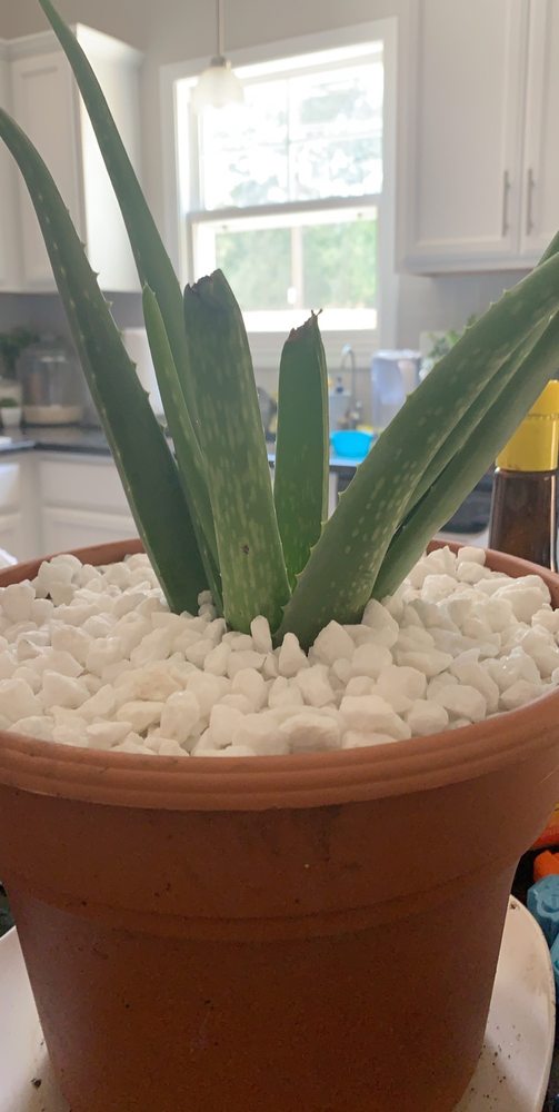 Raleigh Road Nursery