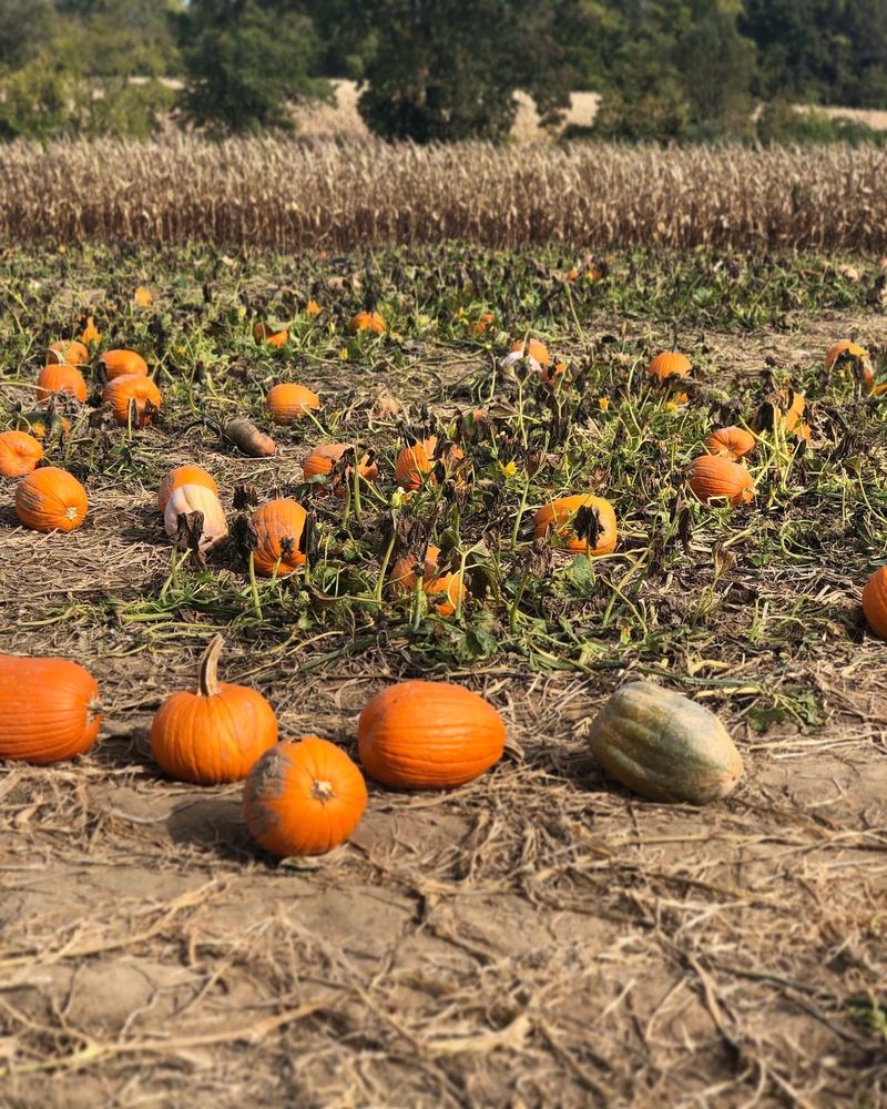 Braeutigam Orchards