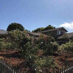 marin tree service arborists hunters gardening tree services in marin yelp marin tree service arborists hunters gardening tree services in marin yelp