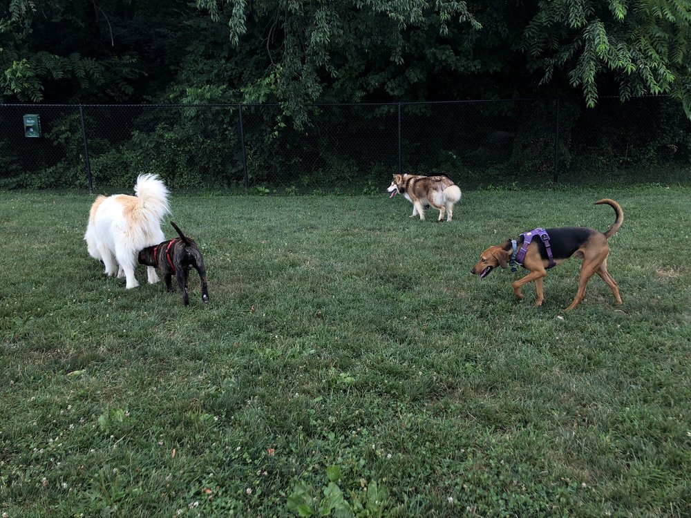 King Farm Dog Park