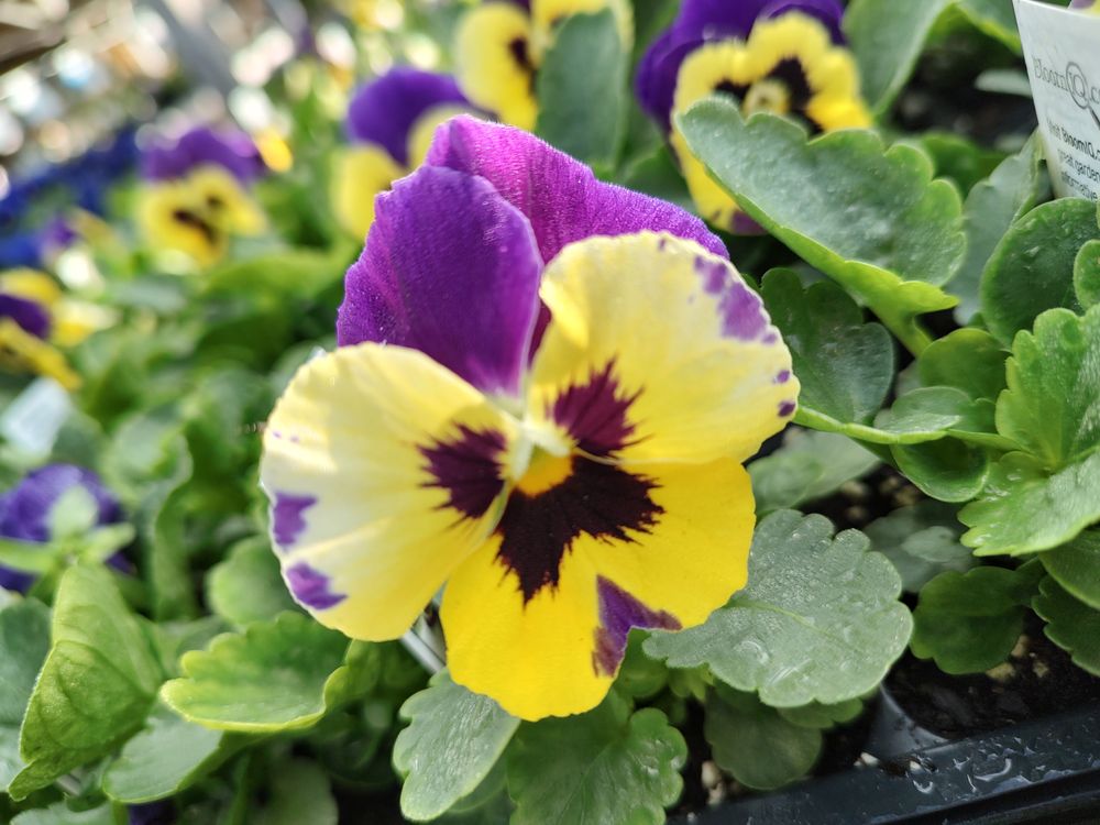 Pinecone Home and Garden Center